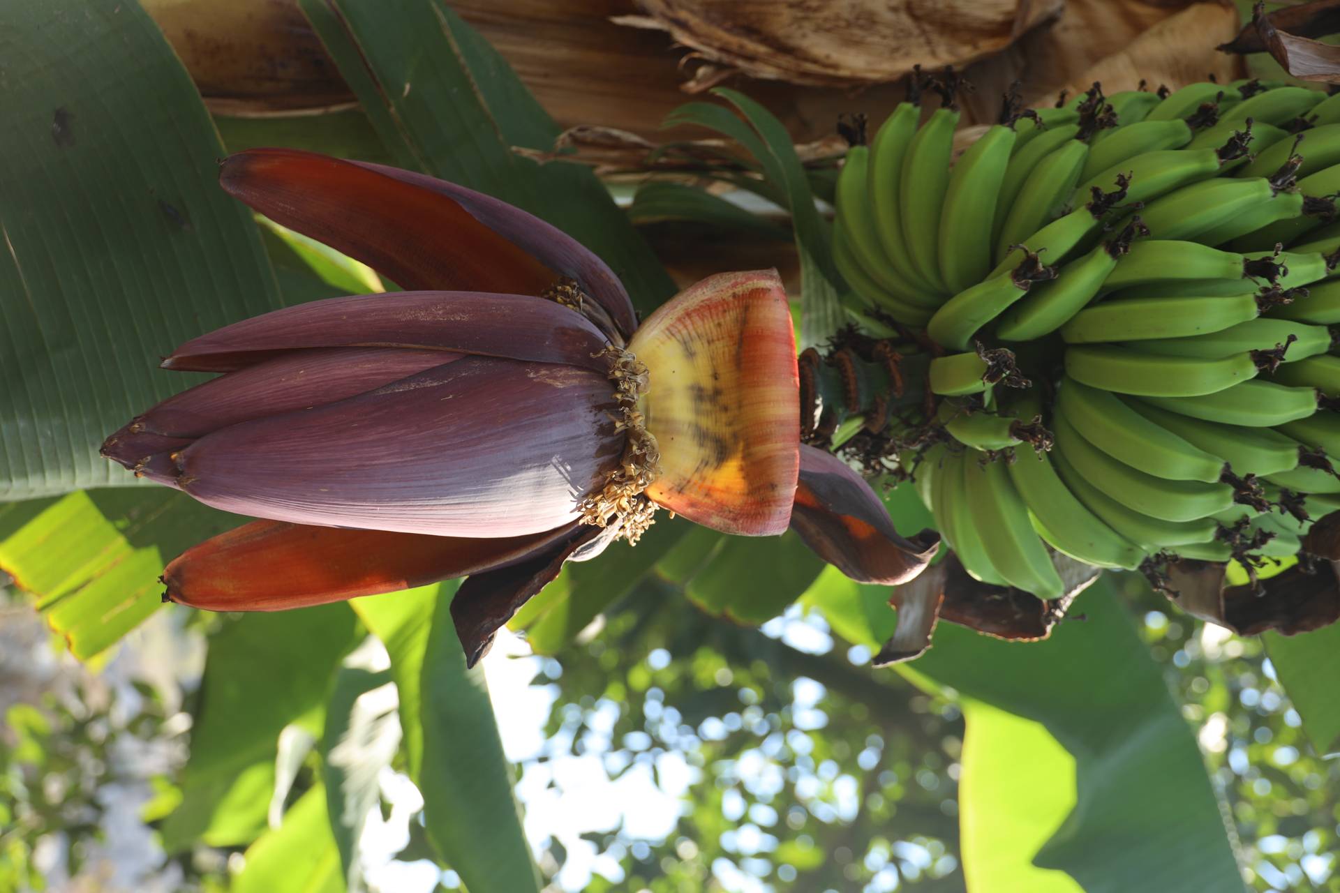 אירועים במעגן מיכאל